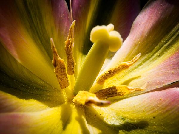 Stamens.jpg